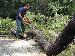 Best Emergency Tree Removal  in Plymouth, WI