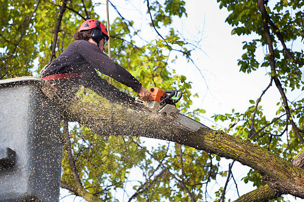 Plymouth, WI Tree Care Company