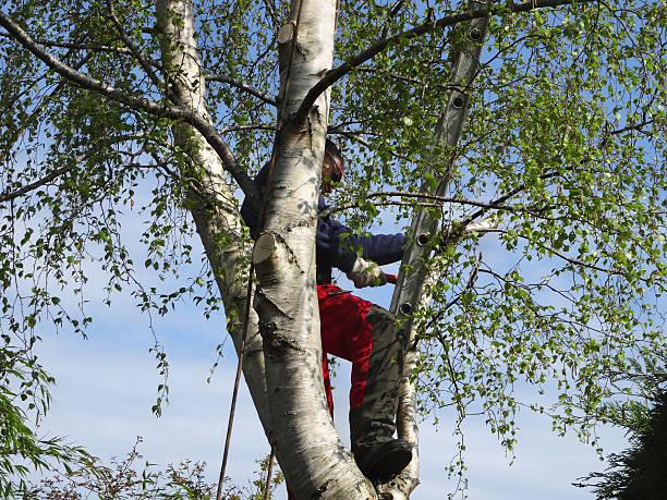 Best Utility Line Clearance  in Plymouth, WI