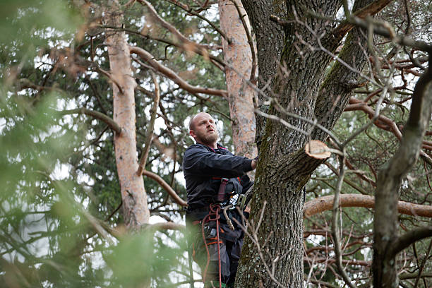 How Our Tree Care Process Works  in  Plymouth, WI